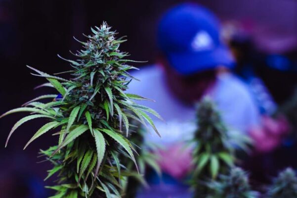 What Is Cannabis Delivery?