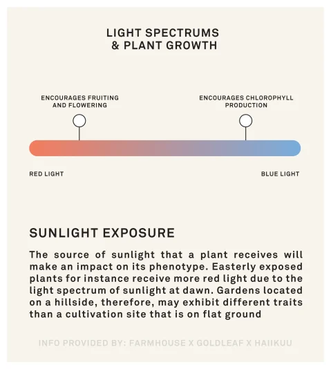 Terroir_light-spectrum